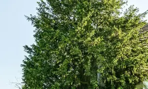 Gęsta korona wiekowego drzewa, być może najstarszego drzewa w Polsce, z fragmentem dachu w tle.