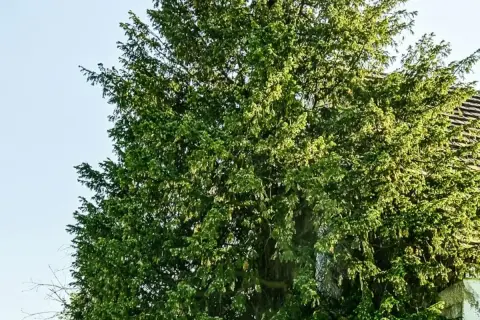 Gęsta korona wiekowego drzewa, być może najstarszego drzewa w Polsce, z fragmentem dachu w tle.
